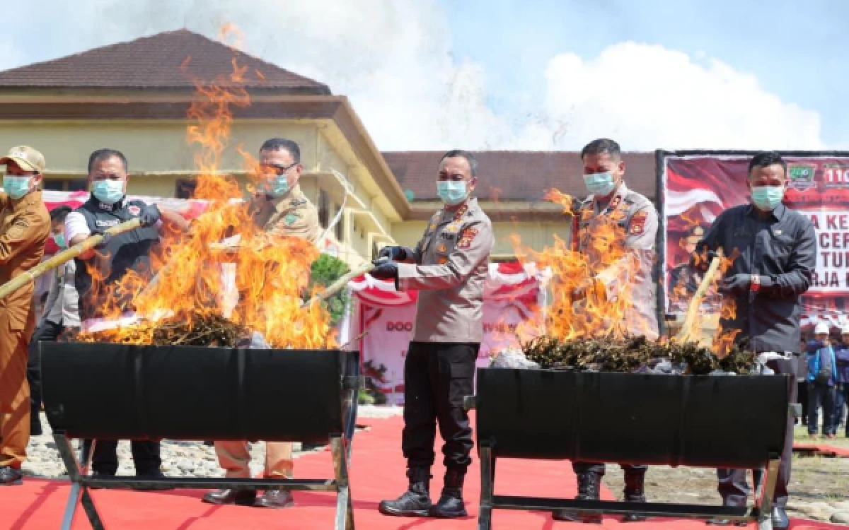 Thumbnail Berita - Berantas Narkoba! Polda Sumsel Musnahkan 200 Kilogram Ganja dari Ladang 20 Hektare di Empat Lawang