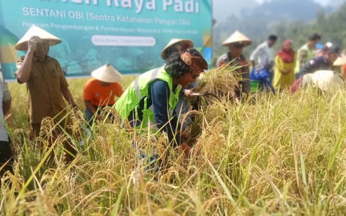 Thumbnail Berita - Di Tengah Kemarau, Panen Padi Petani Milenial Obi Halmahera Selatan Lampaui Target Nasional