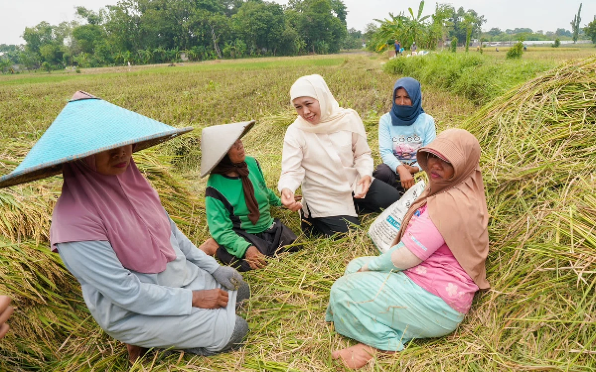 Thumbnail Optimalisasi Lahan Pertanian Potensial di Daerah, Ini Langkah Pemprov Jatim Pertahankan Tren Positif