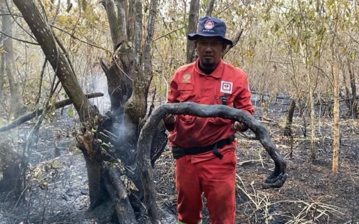Thumbnail Berita - Sumsel Dikepung Karhutla! Lumbung Pangan Terancam, Induk Ular 2 Meter Jadi Korban