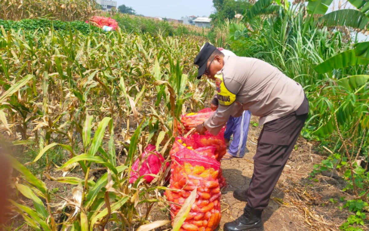 Thumbnail Berita - Kolaborasi Bhabinkamtibmas dan Kelompok Tani Cemorokandang, Hasilkan Panen Jagung 4 Ton