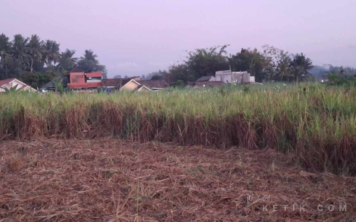 Thumbnail Berita - Mengungkap Kejayaan Pabrik Gula di Sleman: Sempat Kuasai Pasar Dunia Sebelum Akhirnya Gulung Tikar