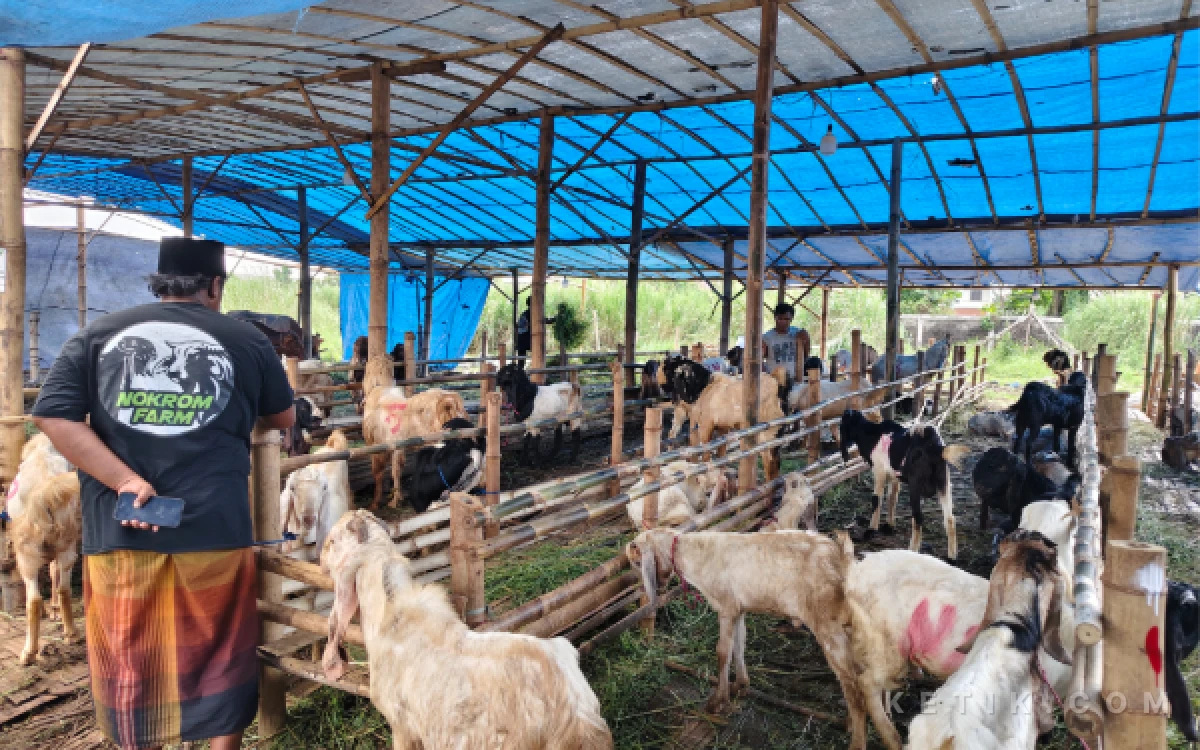 Thumbnail Berita - Pedagang di Surabaya Ungkap Nasib Kambing dan Sapi Kurban yang Tak Laku Terjual saat Iduladha