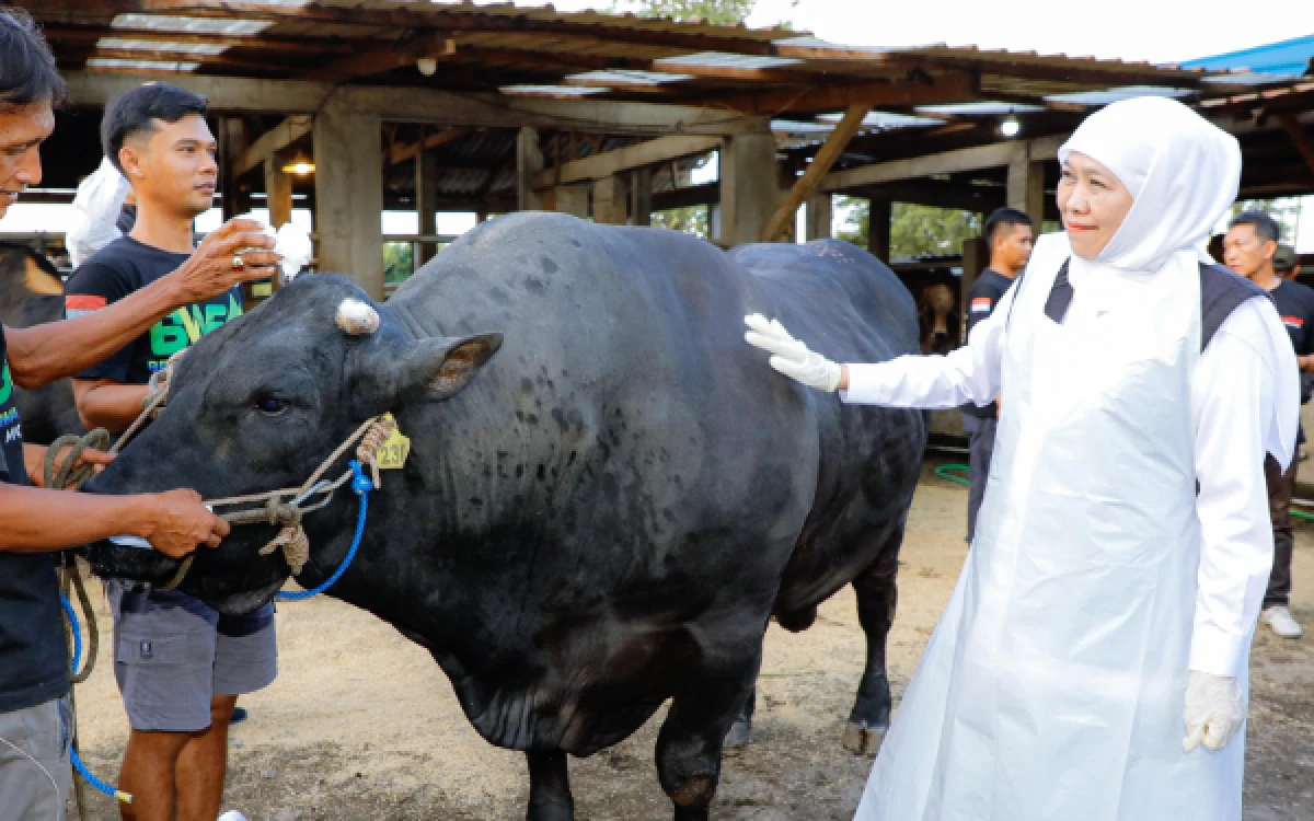 Thumbnail Berita - Sudah Dibatin Sejak 7 Tahun Lalu, Belgian Blue Dipilih Gubernur Khofifah untuk Kurban Idul Adha 1447 H