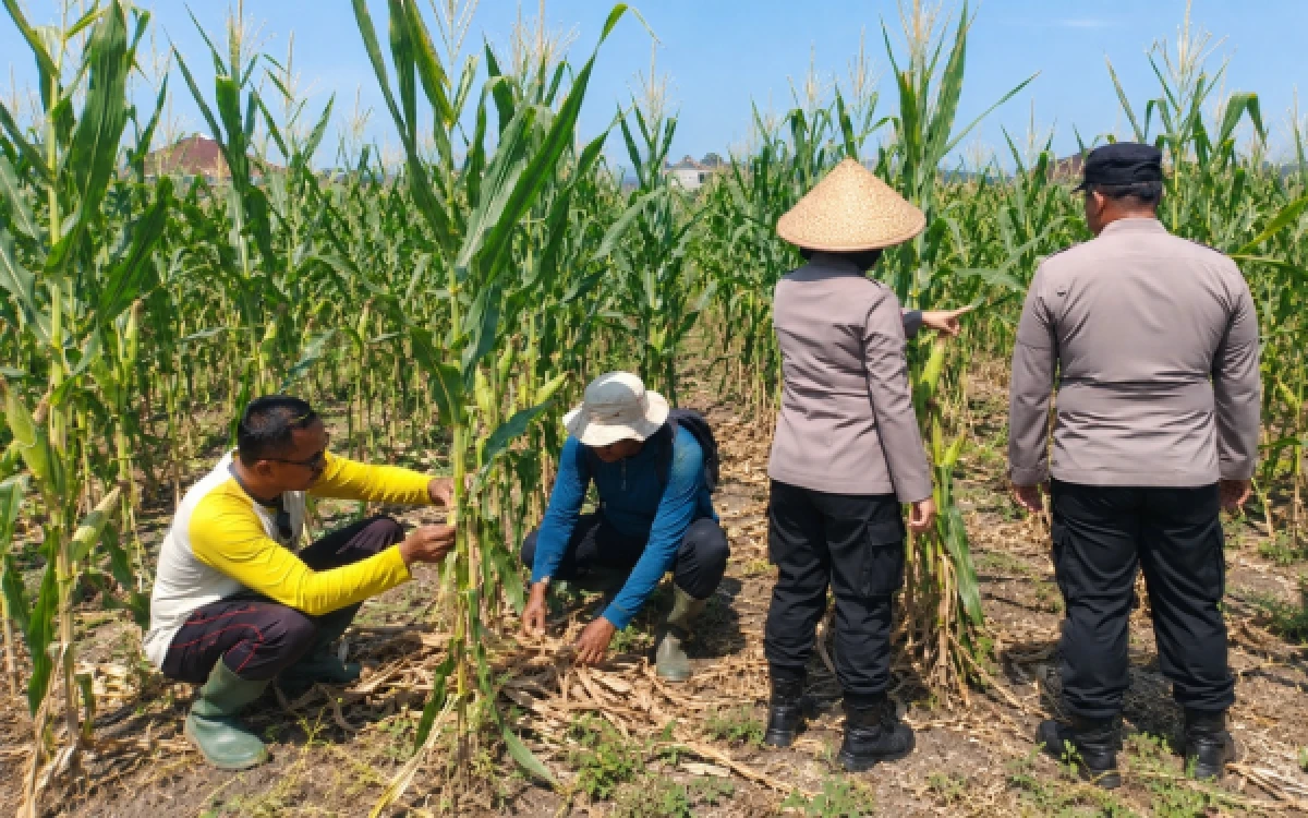 Thumbnail Berita - Jagung Mulai Bertongkol, Kolaborasi Polisi dan Petani di Sukun Malang Targetkan Panen 30 Ton