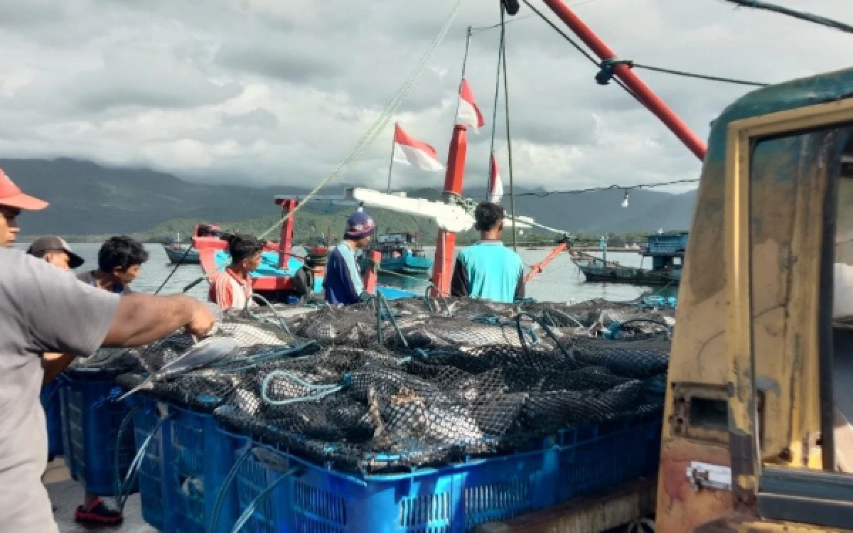 Foto Proses pendistribusian ikan hasil tangkapan  (Foto : Mahasiswa PSDKU Brawijaya Kediri)