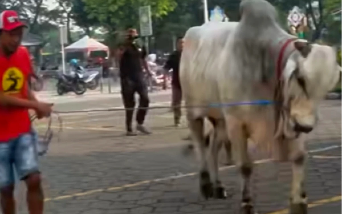 Thumbnail Berita - Geger! Sapi 1,1 Ton Milik Presiden Prabowo Ngamuk di Masjid Al Akbar Surabaya, 2 Warga Jadi Korban!