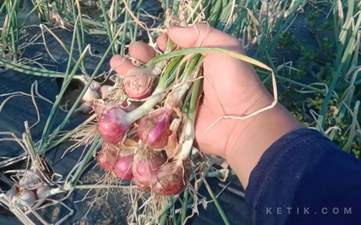 Thumbnail Berita - Pasca Festival, Harga Bawang Merah Brebes Meroket Jadi Rp26 Ribu di Tingkat Petani