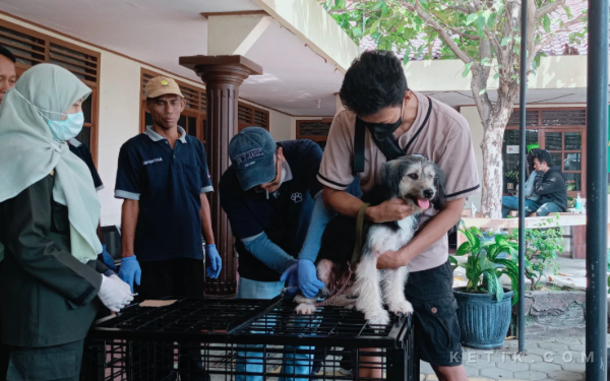 Thumbnail Berita - Hari Rabies Sedunia, Dinas Pertanian Cilacap Beri 800 Vaksin Gratis