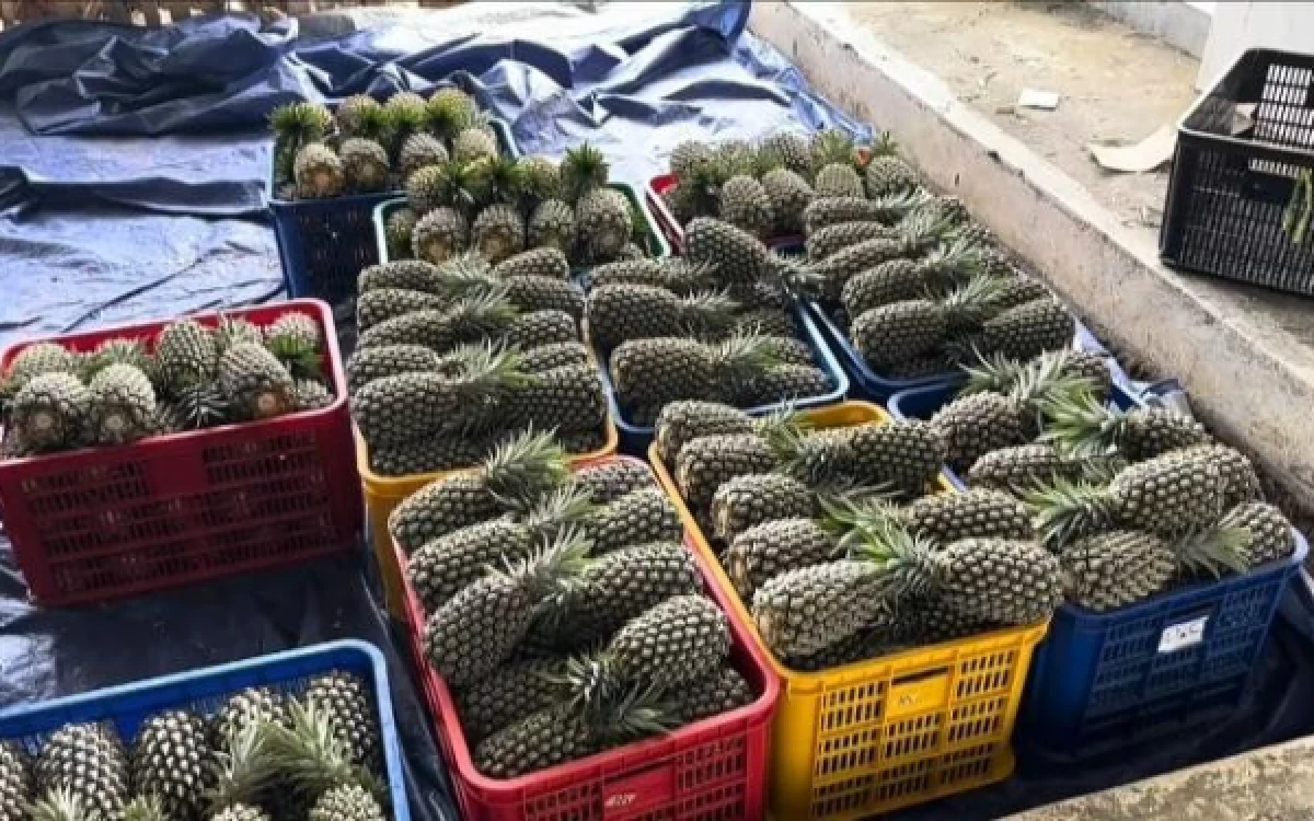 Foto Nanas varietas Queen Simplex yang baru diturunkan dari truk pengangkut. (Foto: Larashati Yanesti Puri/Mahasiswa PSDKU UB Kediri)