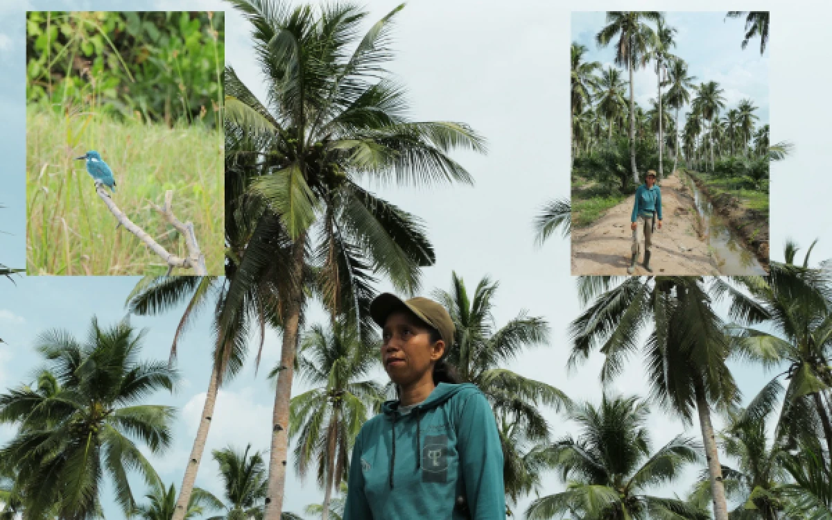 Foto Rosdiana, petani kelapa di Desa Teluk Payo, Banyuasin, Sumatera Selatan, pada Rabu, 29 Juli 2026 lalu. Ia tetap setia merawat kebun kelapanya di tengah tantangan zaman. Di balik setiap buah yang ia panen, ada harapan akan kesejahteraan yang lebih baik bagi petani lokal di tengah wacana hilirisasi bioavtur. (foto: M. Tohir Ketik)