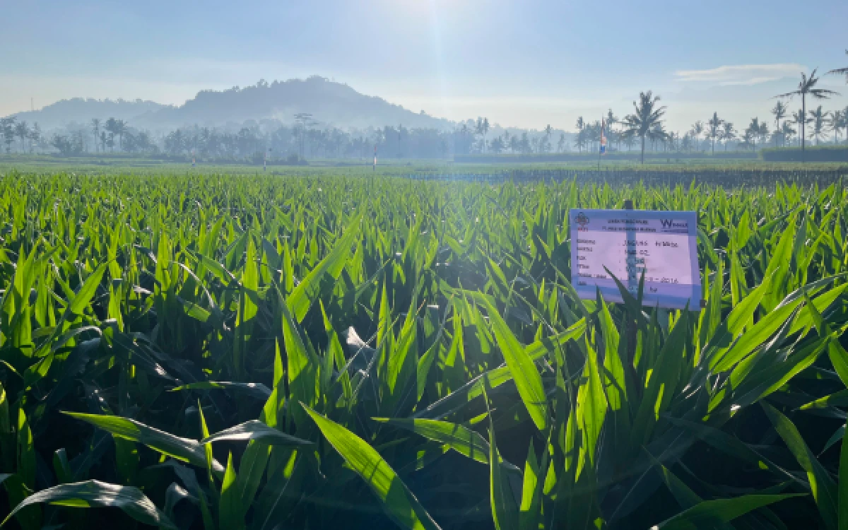 Thumbnail Berita - Berjuluk ‘Desa Jagung’ di Malang, Lahan Pandanmulyo Tajinan Tembus Panen 6 Ton per Hektare