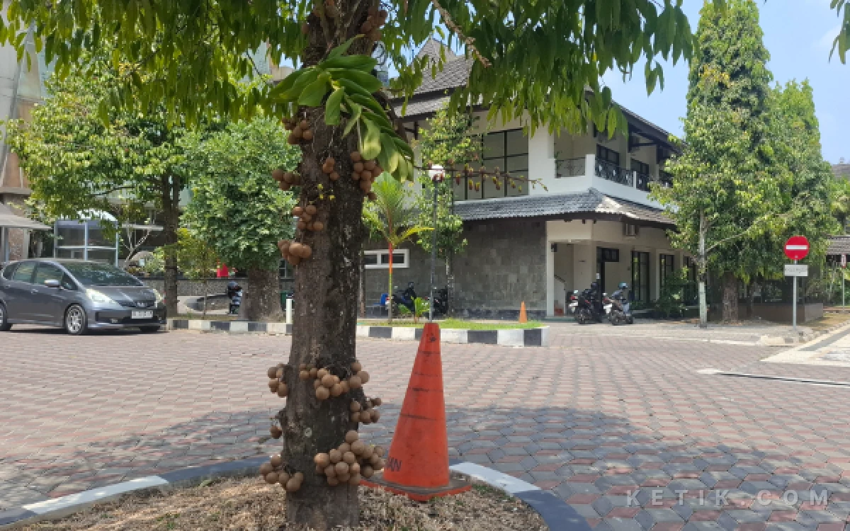 Foto Pohon kepel (Stelechocarpus burahol) tampak berbuah lebat menempel pada batang utamanya di sebelah barat Pendapa Parasamya Pemkab Sleman. (Foto: Fajar R/Ketik.com)