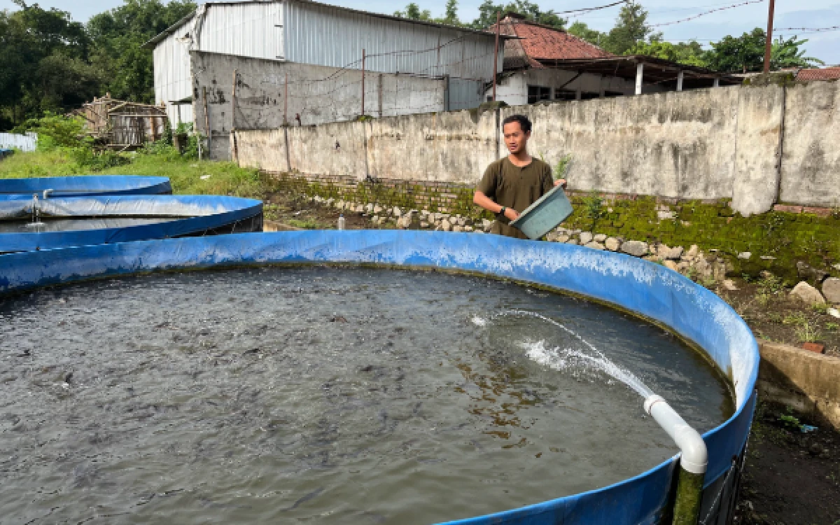 Thumbnail Berita - Mahasiswa MBKM PSDKU UB Kediri Pelajari Budidaya dan Pemasaran Lele di Sikumis Farm
