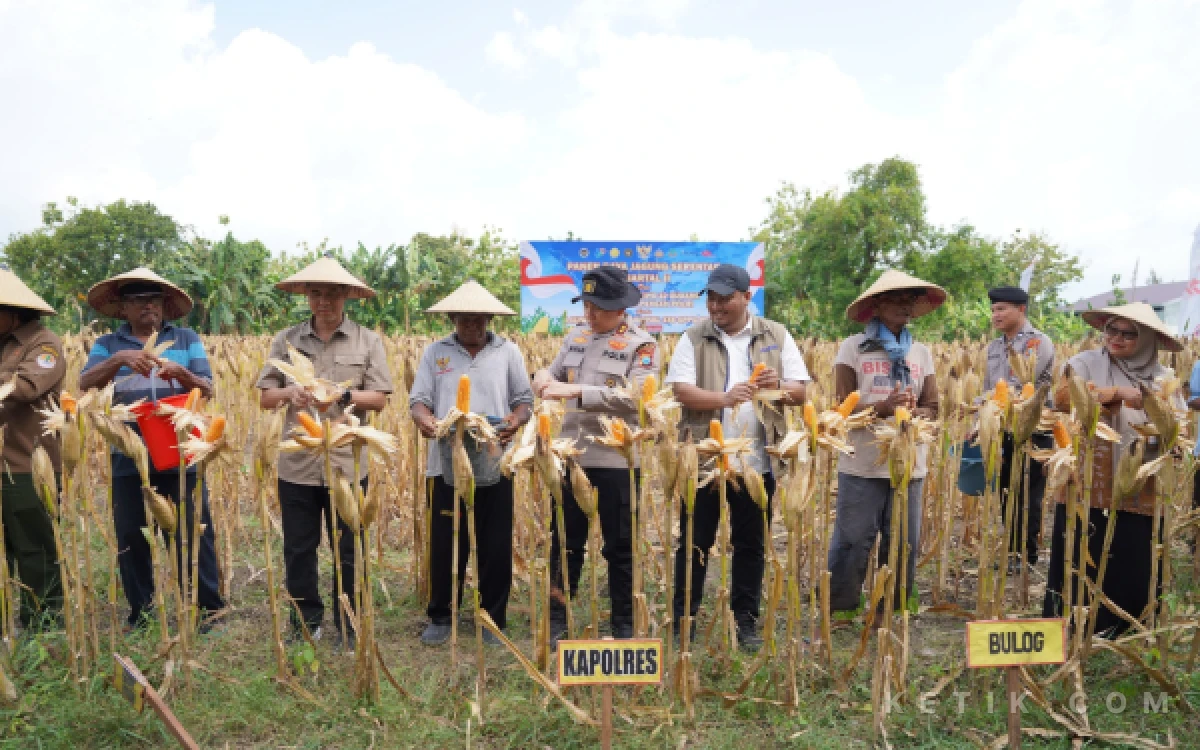 Thumbnail Berita - Polres Bojonegoro dan Petani Desa Trucuk Sukseskan Panen Raya Jagung Nasional