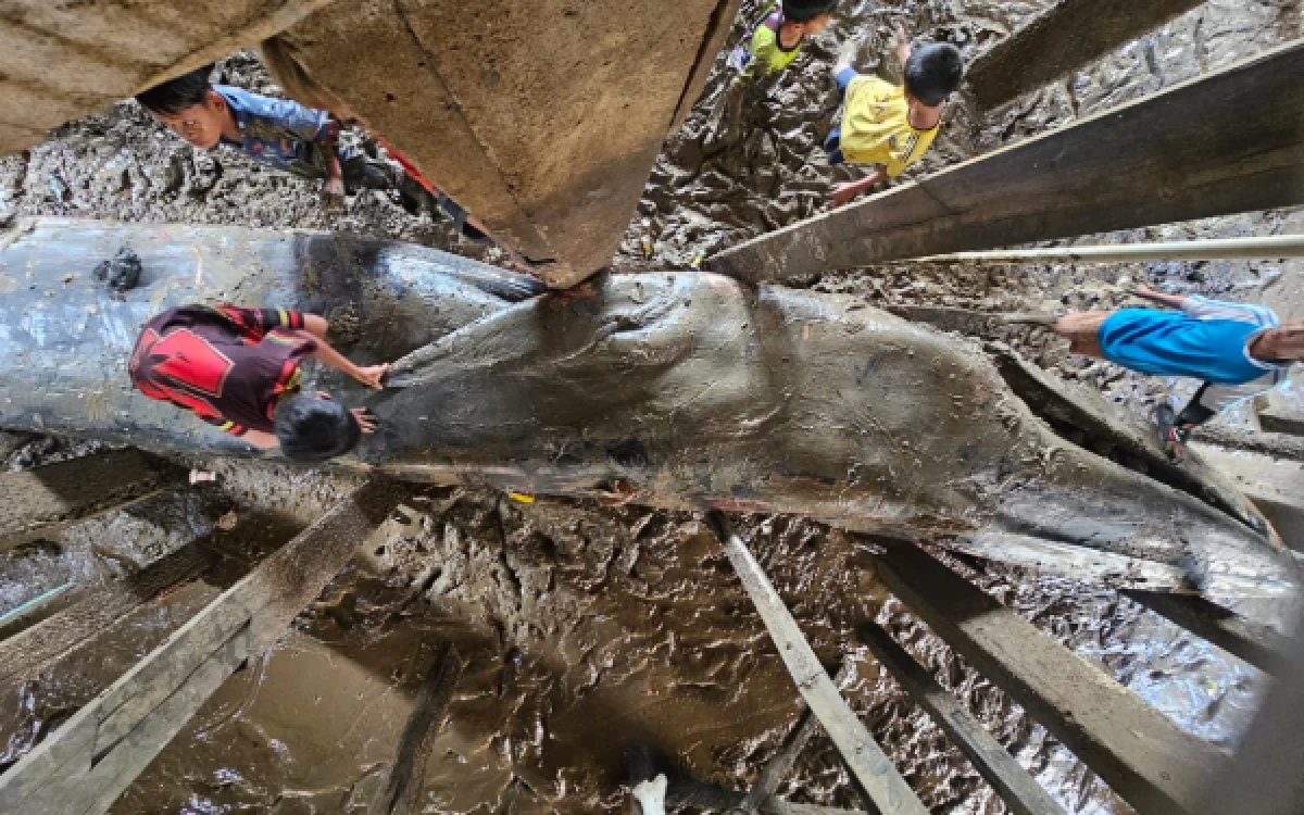 Thumbnail Berita - Paus Sepanjang 13 Meter Terdampar di Bawah Rumah Warga Banyuasin, Ditpolairud Polda Sumsel Lakukan Evakuasi