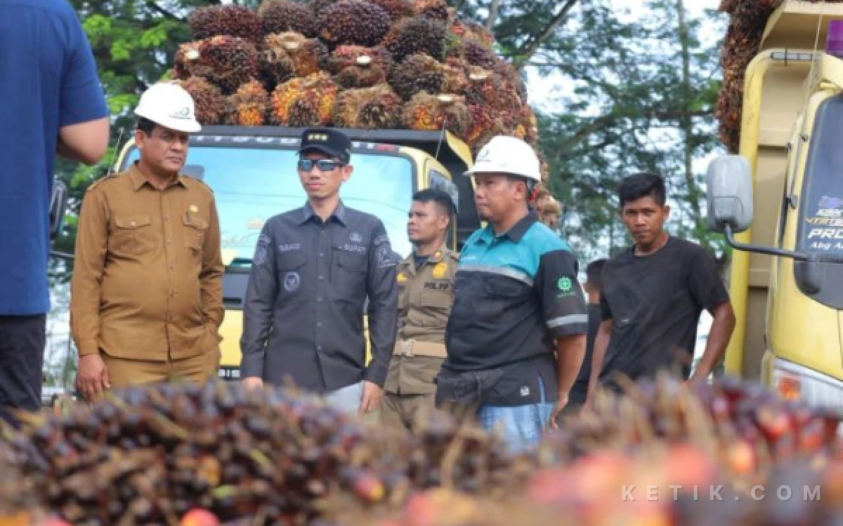Thumbnail Berita - Harga TBS Kelapa Sawit di Aceh Barat Naik Tipis, Cek Rinciannya