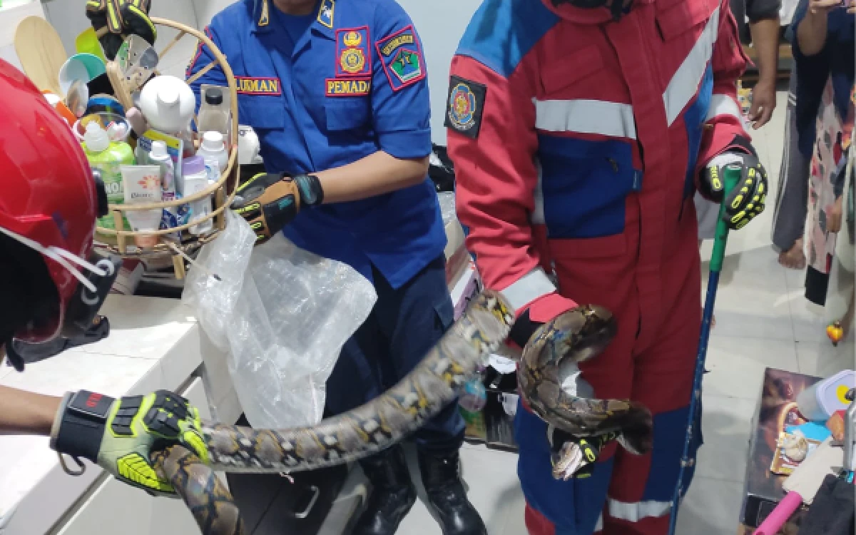 Thumbnail Berita - Bikin Panik! Piton 2 Meter Seberat 6 Kg Masuk Rumah Warga, Damkar Kota Malang Gercep Evakuasi