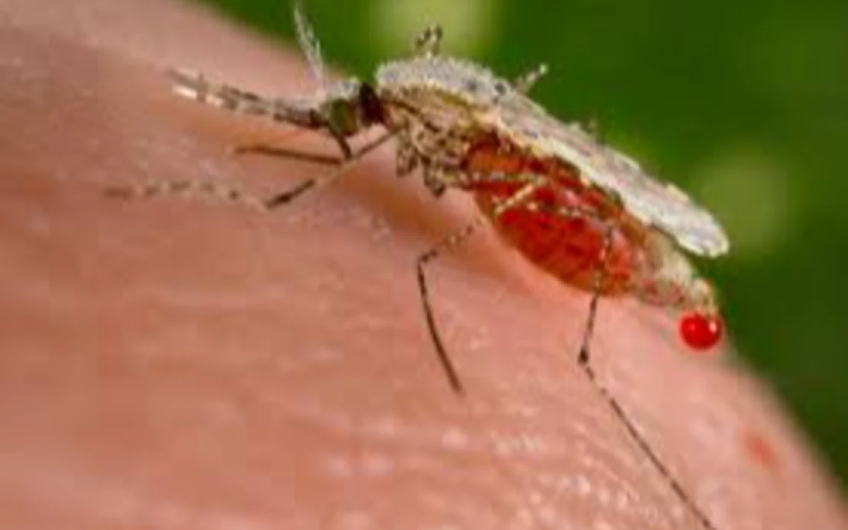 Thumbnail Berita - Kasus Malaria di Indonesia Naik 30 Persen pada 2025, Papua Masih Jadi Episentrum