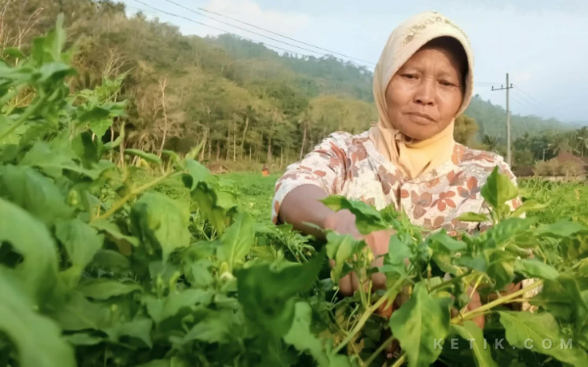 Thumbnail Berita - Harga Cabai Rawit di Pasar Jatim Tembus Rp62.410, Petani Pacitan Jual Rp25 Ribu