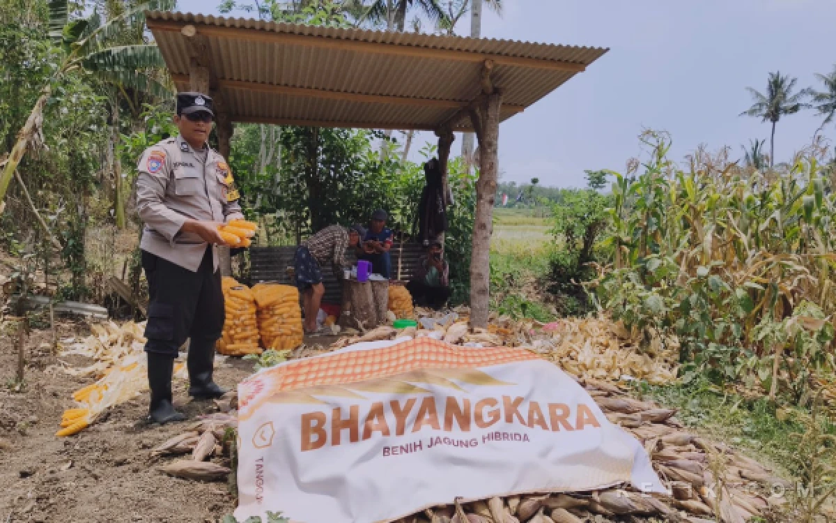 Thumbnail Berita - Bhabinkamtibmas Kawal Panen Jagung Bhayangkara Koperasi Merah Putih Cemorokandang, Kota Malang