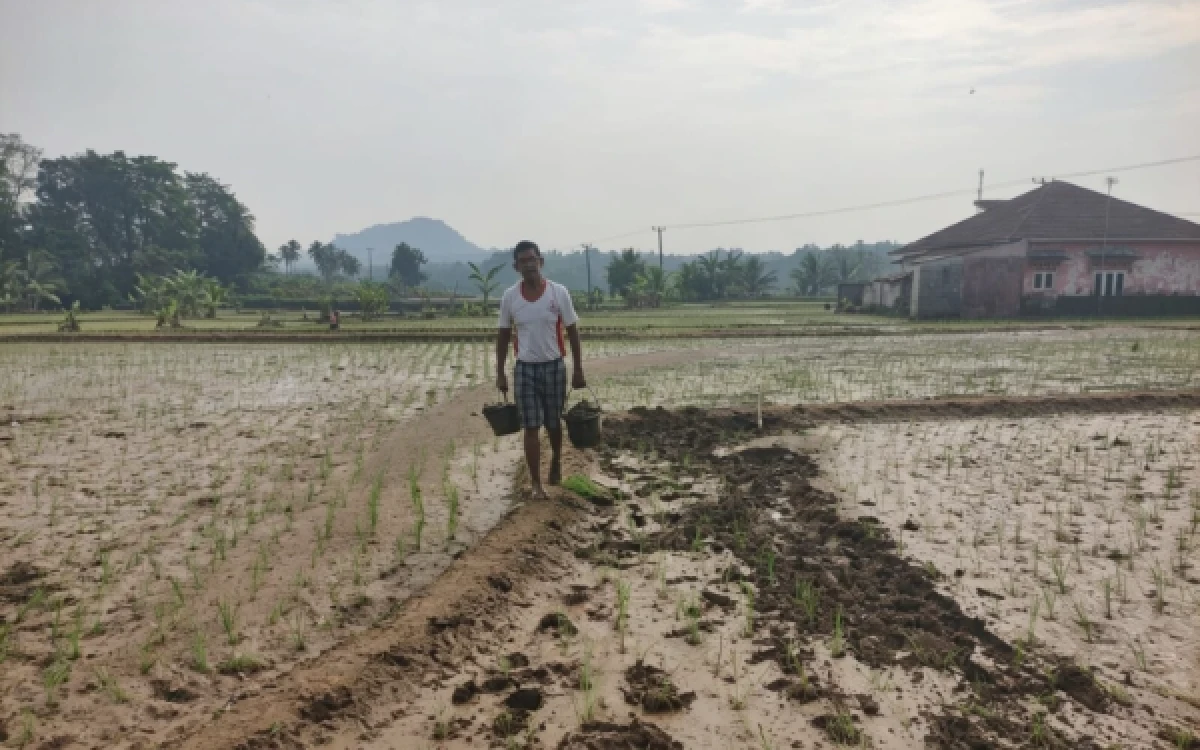 Thumbnail Berita - Tanaman Padi Baru 10 Hari Tanam Terendam Banjir di Cipanas Lebak, Distan Usulkan Bantuan ke Kementan