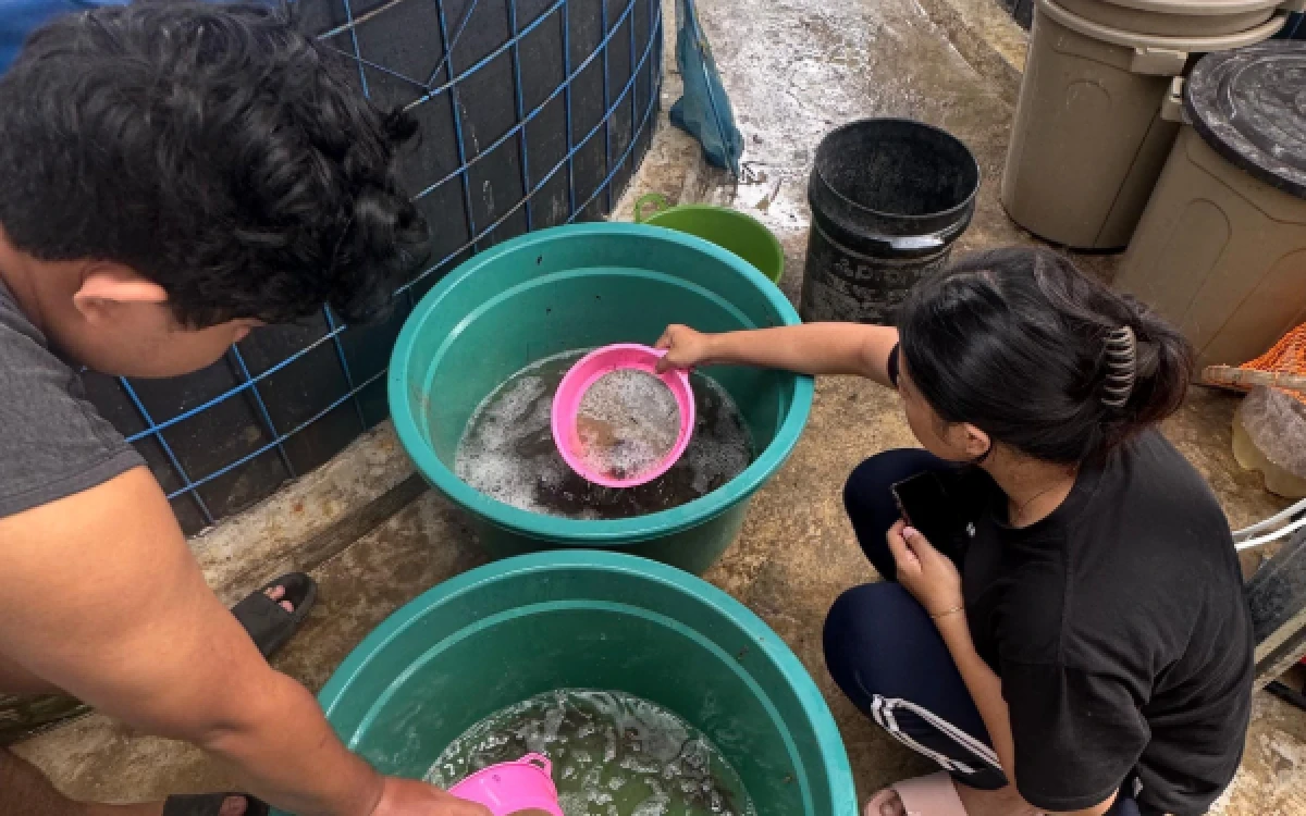 Foto Mahasiswa MBKM bersama pengelola budidaya melakukan pencampuran bahan flok sebelum diaplikasikan ke kolam lele bioflok di KDMP Tambakploso, Lamongan  ( Foto : Afida Dwi/Mahasiswa PSDKU UB Kediri)