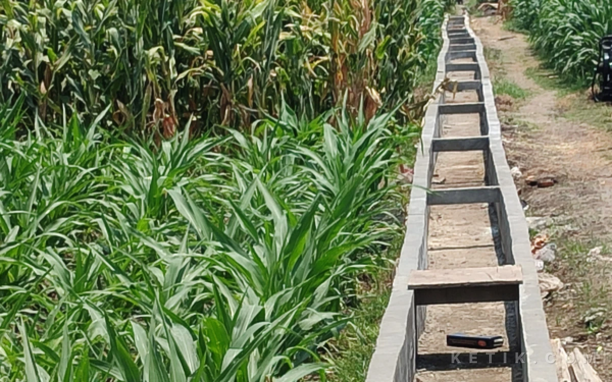 Foto Bangunan saluran irigasi bantuan Kementan terlihat tidak lurus dan dikerjakan asal-asalan di Dusun Dukuh Desa Dukuhklopo Kecamatan Peterongan Kabupaten Jombang, Selasa 20 Oktober 2026. (Foto: Syaiful Arif/ketik.com)