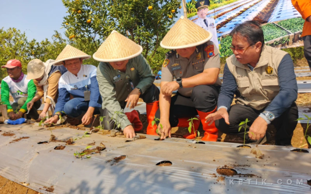 Thumbnail Berita - Lahan Seluas 71,25 Hektar di Kota Malang Mulai Ditanami Cabai, Hasilkan 71 Ton Sekali Panen