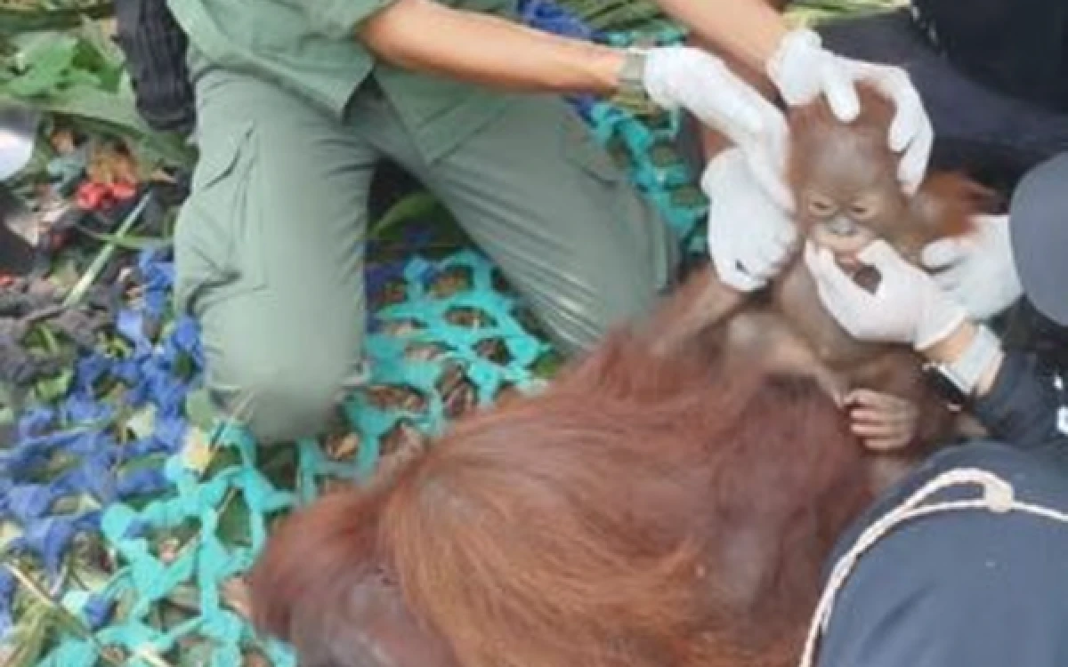 Thumbnail Berita - BKSDA Kalbar Selamatkan Induk dan Dua Anak Orangutan