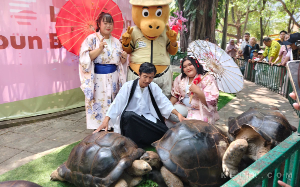 Thumbnail Berita - KBS Perkenalkan Kura-Kura Raksasa Aldabra Asal iZoo Jepang Berbobot 109 Kg