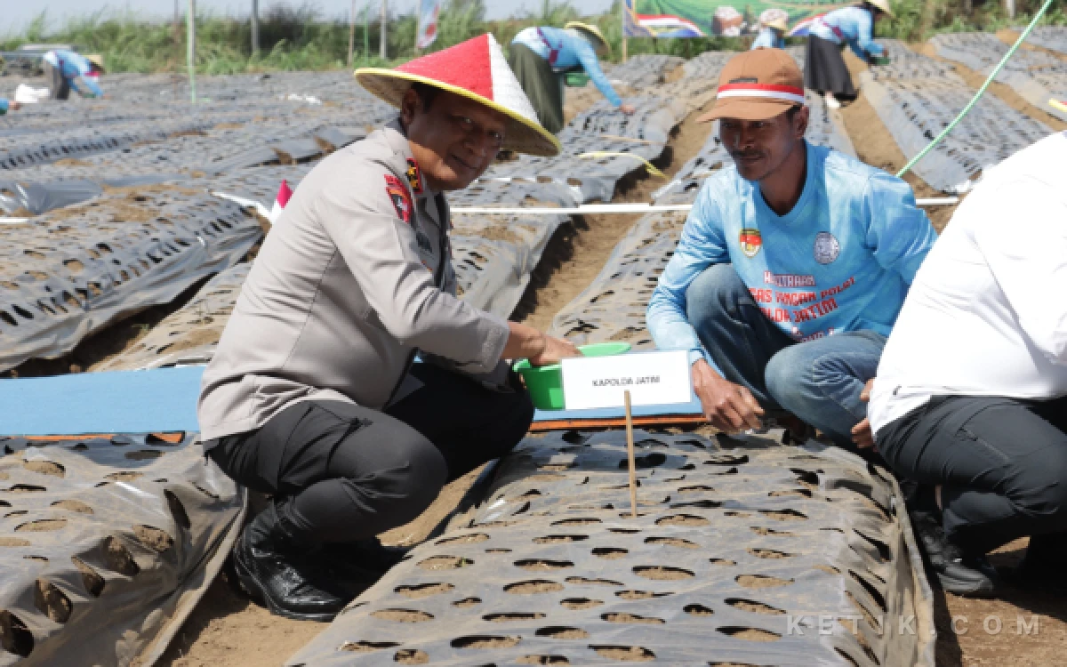 Thumbnail Berita - Kapolda Jatim Tanam Bawang Putih di Kabupaten Malang, 1,2 Ton Bibit Disiapkan untuk Kejar Swasembada