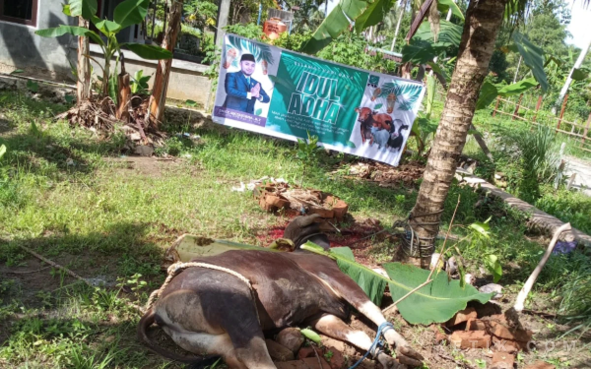 Thumbnail Berita - Anggota DPRD Okky Oktaviana Salurkan Dua Hewan Kurban kepada Masyarakat SP 4 Kabupaten Sorong