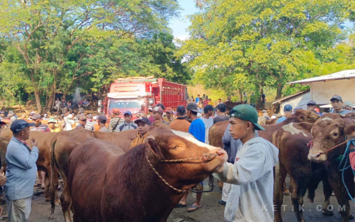 Thumbnail Berita - Jelang Idul Adha, Persediaan Hewan Kurban di Situbondo Melimpah