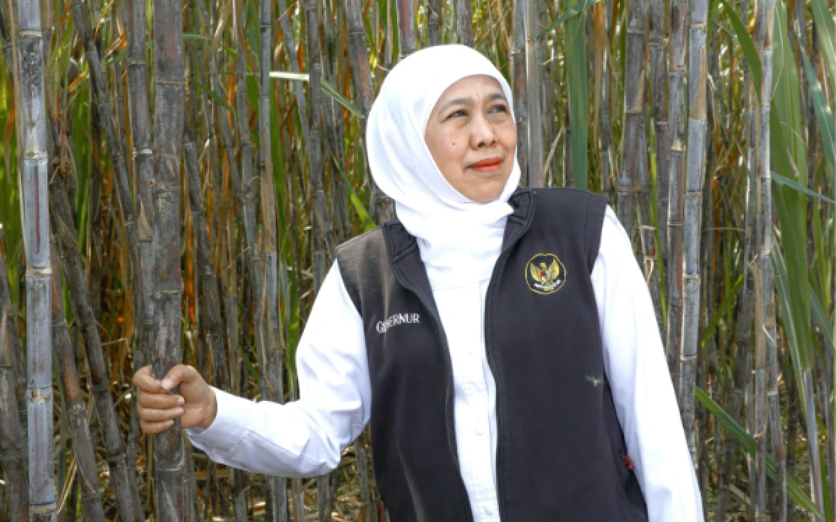 Thumbnail Berita - Kejar Swasembada Gula, Gubernur Khofifah Pimpin Bongkar Ratoon Tebu Serentak di 11 Kabupaten Jatim