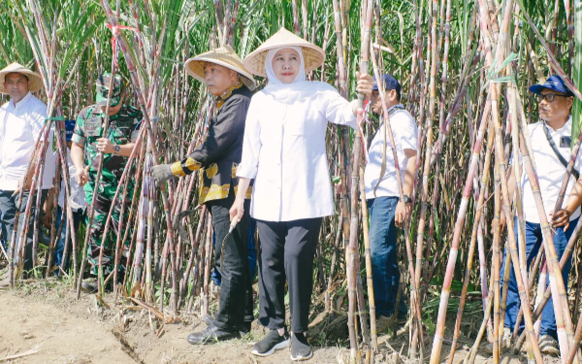 Thumbnail Berita - Panen dan Tanam Tebu Serentak, Gubernur Khofifah Perkuat Fondasi Wujudkan Jatim Swasembada Gula Nasional