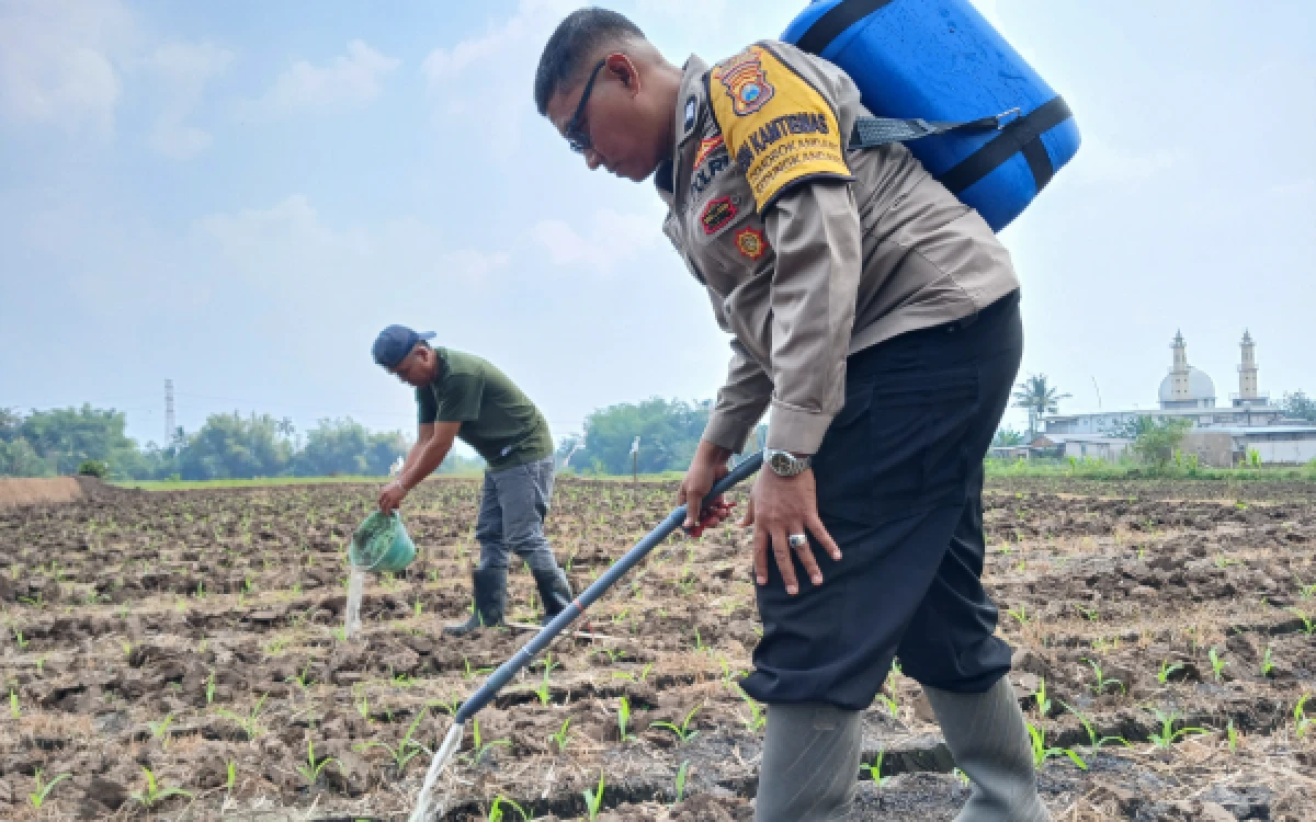 Thumbnail Berita - Dukung Program KKMP Cemorokandang, Bhabinkamtibmas Turun ke Ladang Ikut Tanam Jagung