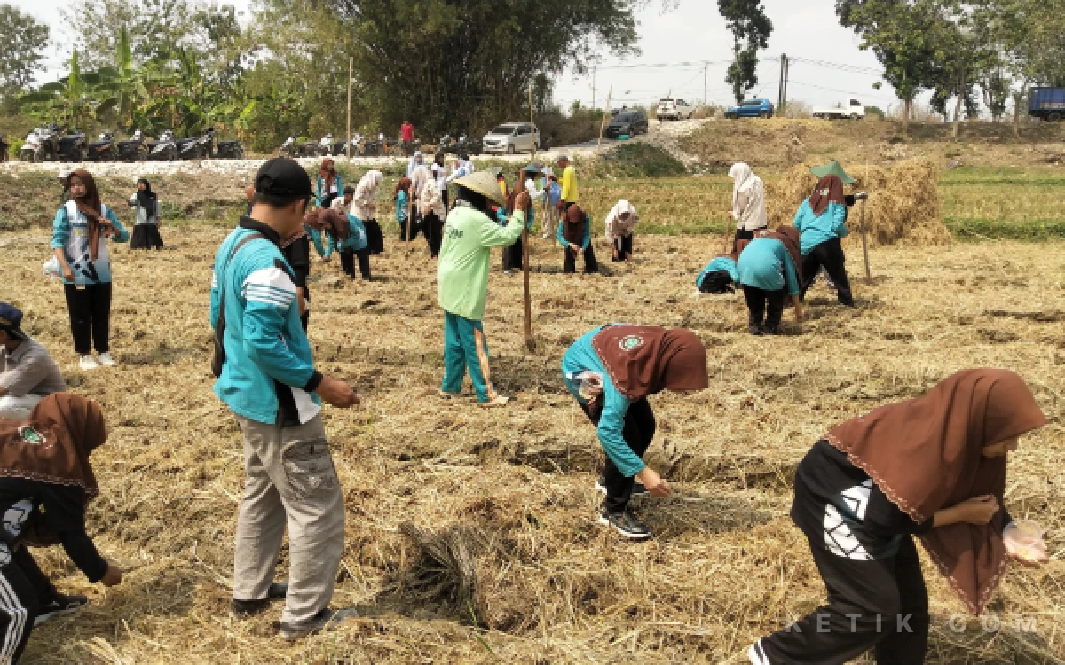 Foto Para siswa dan guru serta masyarakat setempat melakukan penanaman kedelai secara bersama sama di lahan 1 hektar. (Foto : Sutejo Rc/ketik.com)