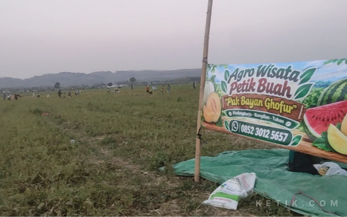 Foto Nampak dari kejauhan pengunjung atau pembeli berburu buah Semangka di area lahan sawah Wisata Putik Buah di Kedungharjo Bangilan Tuban, Sabtu 25 September 2026 (Foto : Ahmad Istihar/Ketik.com)