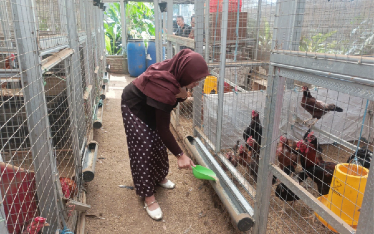Foto Fena Ria saat memberikan pakan kepada ayam-ayam kampung miliknya yang dipelihara di peternakan ayam kampung Fena Farm, Minggu, 19 Juli 2026 (Foto : Kukuh / Ketik)