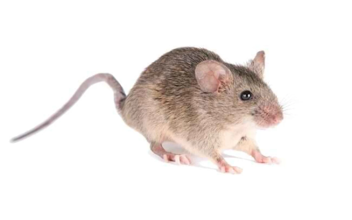 Thumbnail Berita - Waspadai Hantavirus! Ini Langkah Pencegahannya