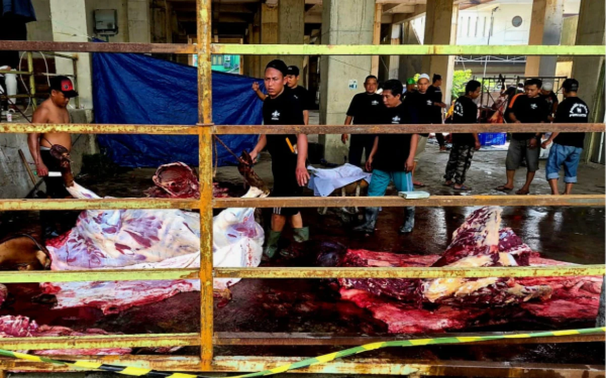 Thumbnail Berita - Iduladha 2026, PWNU Jatim Sembelih 7 Sapi Kurban, Ada Sumbangan dari Gubernur Khofifah hingga Menag