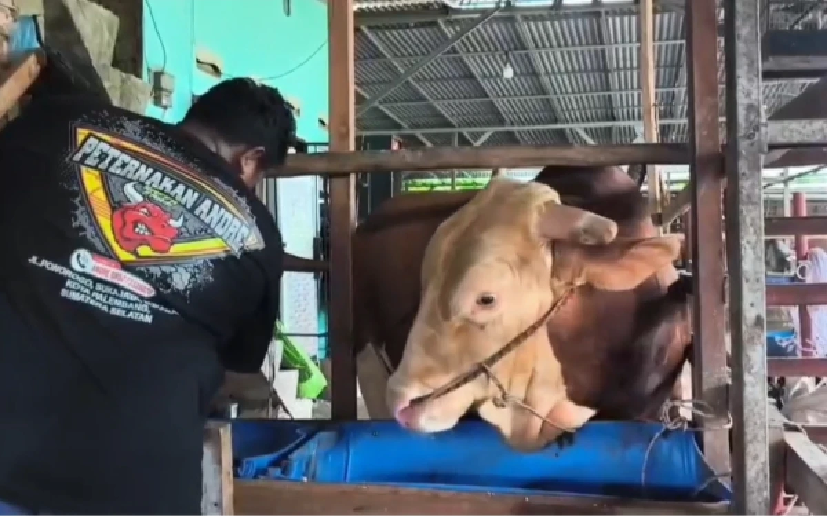 Thumbnail Berita - Arjuna, Sapi Raksasa 1,18 Ton dari Palembang Terpilih Jadi Kurban Presiden Prabowo