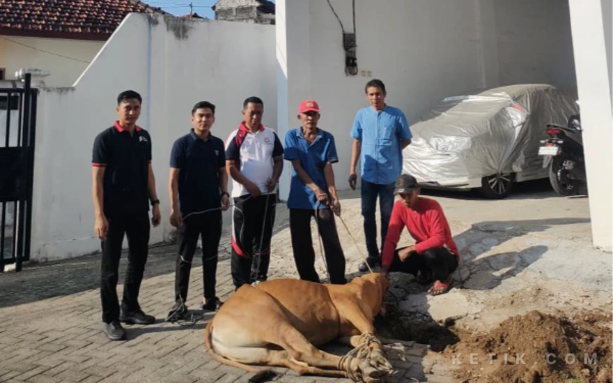 Thumbnail Penuh Kepedulian, Kejari Sampang Rayakan Iduladha dengan Berbagi Daging Kurban