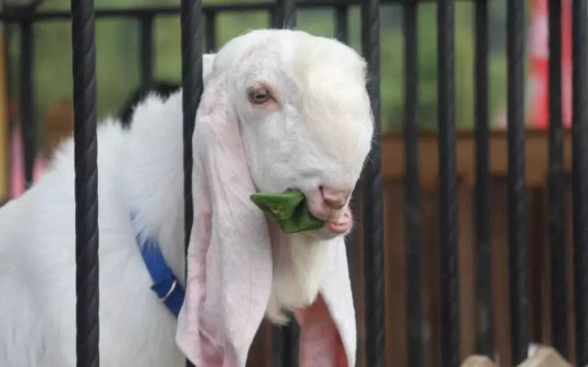 Thumbnail Berita - Kambing Asal Seduro Lumajang KianJadi Pilihan Sebagai Hewan Kurban Di Sejumlah Daerah