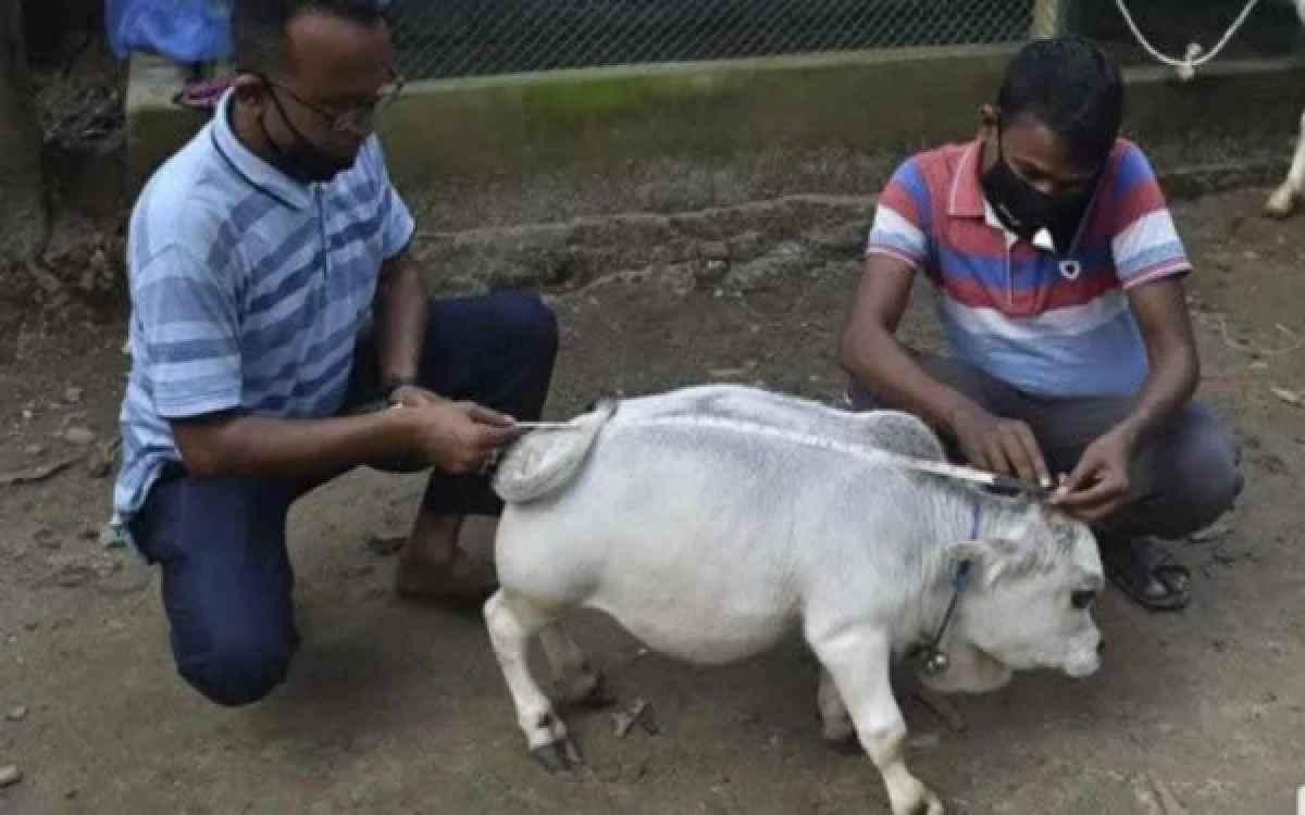 Thumbnail Berita - Catat, Ini 5 Cara Memilih Hewan Kurban yang Sehat dan Sesuai Syariat Islam