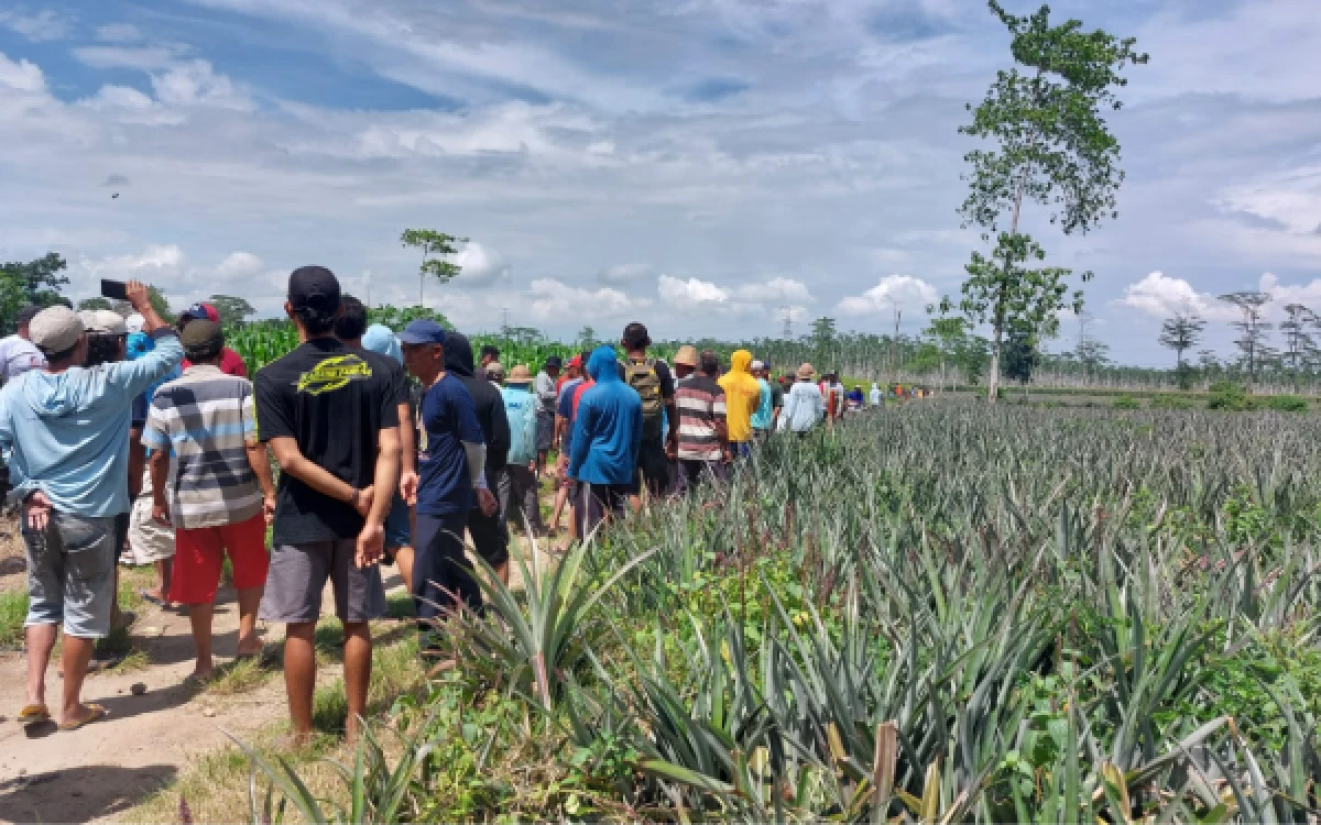Foto Warga Desa Manggis Kecamatan Puncu Kabupaten Kediri saat memperlihatkan lahan garap yang telah menjadi lahan nanas, Juli 2026 lalu. (foto :Sugianto for Ketik.com).