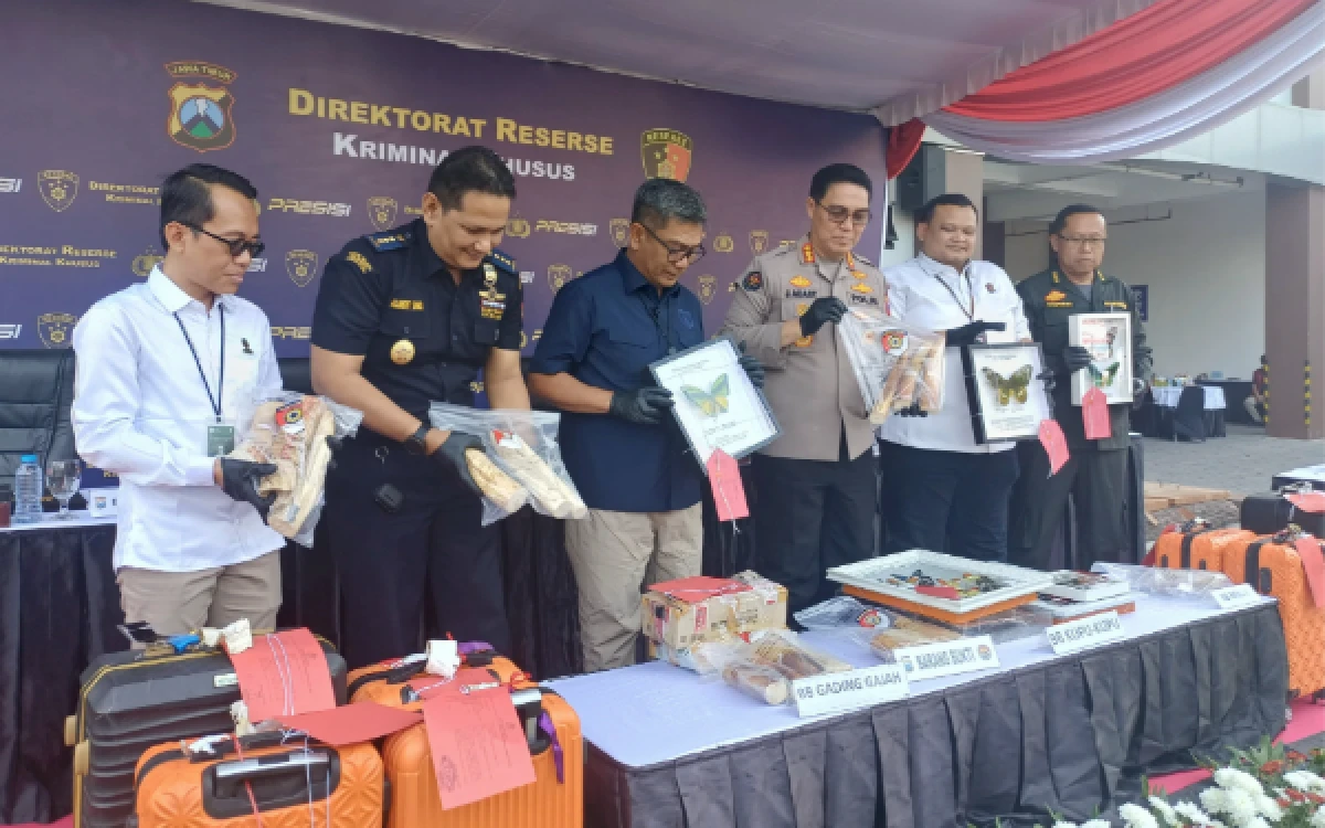 Thumbnail Berita - Polda Jatim Bongkar Sindikat Penyelundupan Gading Gajah Hingga Kupu-Kupu