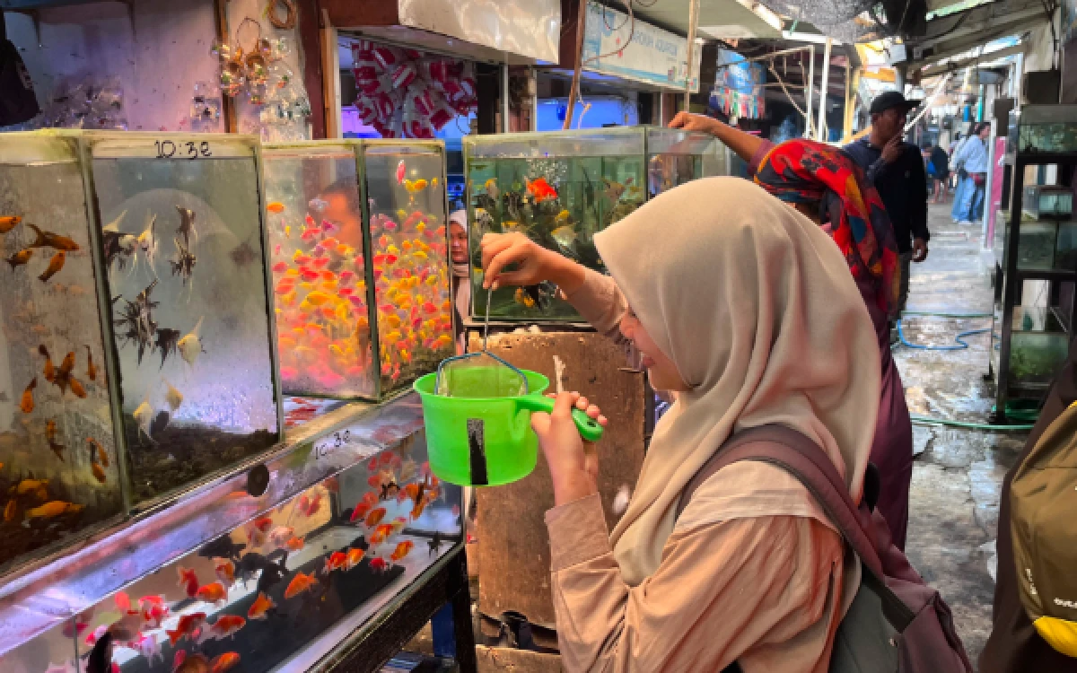 Thumbnail Berita - Dua Dekade Bertahan, Pedagang Ikan Hias Tertua Pasar Splendid Terus Layani Pelanggan Lintas Generasi