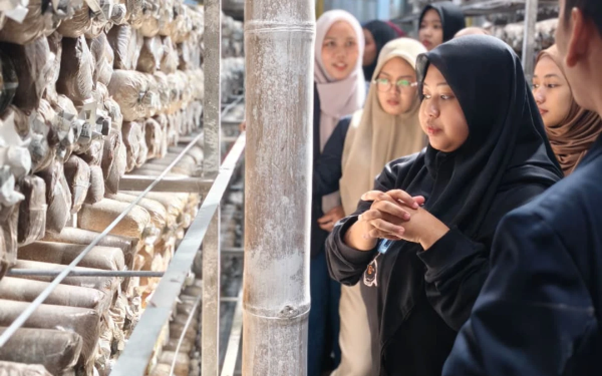 Thumbnail Berita - Green Farmer Club UIN Malang Ajak Mahasiswa Kenal Peluang Bisnis Budidaya Jamur